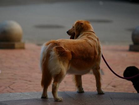 哈士奇、萨摩、金毛中，哪种狗狗比较好养?